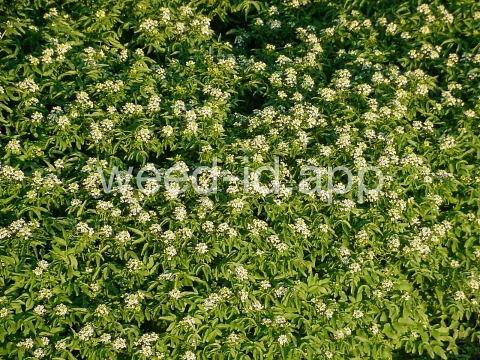 watercress